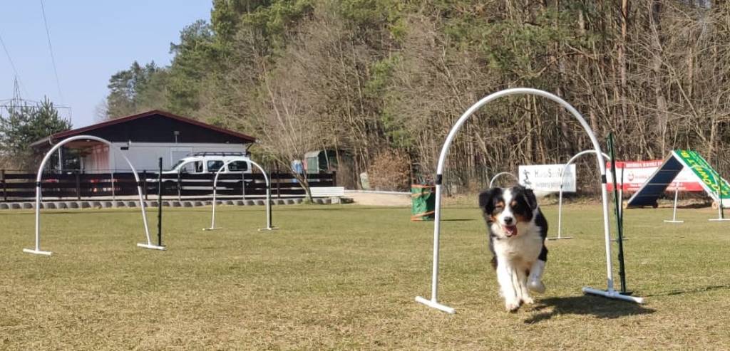 Hund durchläuft Hoops